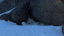 Snow petrel (Pagodrama nivea) lying down at nest site, Antarctica.