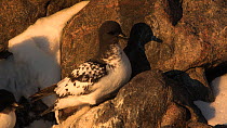 Pair of Cape petrels (Daption capense) vocalising and bonding at nest site, Antarctica.
