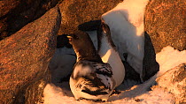 Male Cape petrel (Daption capense) pecking at snow and tidying nest site, Antarctica.