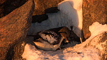 Male Cape petrel (Daption capense) pecking at snow and tidying nest site, Antarctica.