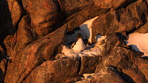 Wide angle shot of a Cape petrel (Daption capense) at nest site, Antarctica.
