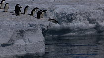 Group of Adelie penguins (Pygoscelis adeliae) diving from the edge of the sea ice, Antarctica.