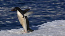 Adelie penguin (Pygoscelis adeliae) flapping wings and diving from the edge of the sea ice, Antarctica.