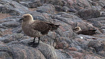 South polar skuas (Stercorarius maccormicki) at nest site with chick, Antarctica.