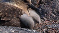 South polar skua (Stercorarius maccormicki) chicks keeping warm in parents feathers, Antarctica.