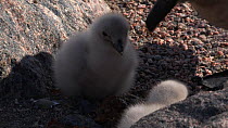 South polar skua (Stercorarius maccormicki) regurgitating food for chicks, Antarctica.