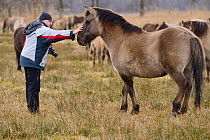 Konik horses in the Odra Delta Nature Park reserve near Stepnica, Oder delta, Poland, February 2014.