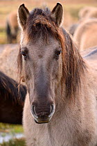 Konik horse in the Odra Delta Nature Park reserve near Stepnica, Oder delta, Poland, February.