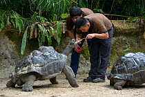 Aldabra giant tortoise (Geochelone gigantea), keepers administrating worming medicine. Captive. Occurs on the Aldabra atoll, Seychelles.