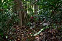 Scientists setting up camera trap to study the population of Malayan tigers (Panthera tigris jacksoni), Taman Negara, Malaysia.