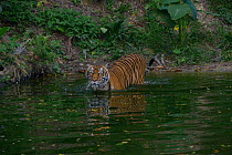 Malayan tiger (Panthera tigris jacksoni) entering water, Malaysia. Captive. An Endangered species, only around 500 remain .