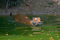 Malayan tiger (Panthera tigris jacksoni) swimming, Malaysia. Captive. An Endangered species, only around 500 remain .