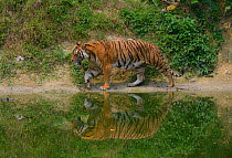 Malayan tiger (Panthera tigris jacksoni), Malaysia. Captive. An Endangered species, only around 500 remain in the wild.