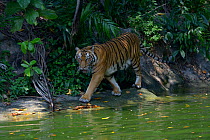 Malayan tiger (Panthera tigris jacksoni), Malaysia. Captive. An Endangered species, only around 500 remain .