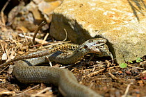 Smooth snake (Coronella austriaca) feeding on a wall lizard. West France, April.