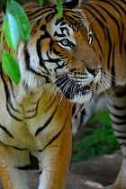 Malayan tiger (Panthera tigris jacksoni), Malaysia. Captive. An Endangered species, only around 500 remain  .