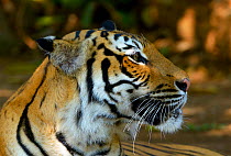 Malayan tiger (Panthera tigris jacksoni), Malaysia. Captive. An Endangered species, only around 500 remain .