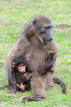 Chacma baboon (Papio ursinus) female with infant. De Hoop Nature Reserve, Western Cape, South Africa.
