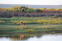 Bontebok (Damaliscus pygargus pygargus) female grazing in restio fynbos. De Hoop Nature Reserve, Western Cape, South Africa.
