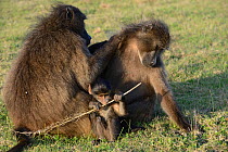Chacma baboon (Papio ursinus) females grooming, infant playing with feather. De Hoop Nature Reserve, Western Cape, South Africa.