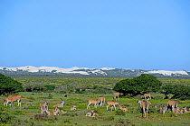 Eland (Tragelaphus oryx) herd and dunes. De Hoop Nature Reserve, Western Cape, South Africa.
