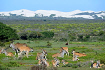 Eland (Tragelaphus oryx) herd and dunes. De Hoop Nature Reserve, Western Cape, South Africa.