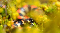 Spotted harlequin snake (Homoroselaps lacteus) in fynbos after rain. De Hoop Nature Reserve, Western Cape, South Africa.