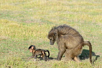 Chacma baboon (Papio ursinus) mother and infant walking in grassy fynbos. De Hoop Nature Reserve, Western Cape, South Africa.