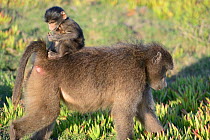 Chacma baboon (Papio ursinus) female feeding in grassy fynbos with infant riding on back. De Hoop Nature Reserve, Western Cape, South Africa.