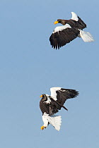 Steller's Sea Eagles (Haliaeetus pelagicus) fighting in flight, Hokkaido, Japan.  February.