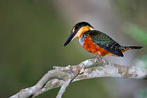 Green-and-rufous Kingfisher (Chloroceryle inda) perched on a bare tree branch, Mato Grosso, Pantanal, Brazil.  August.