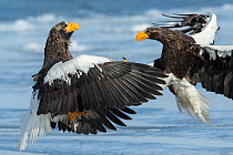 Steller's Sea Eagles (Haliaeetus pelagicus)  fighting, Hokkaido, Japan.  February.