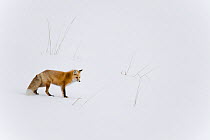 Red fox (Vulpes vulpes) in snow, Yellowstone National Park, Wyoming, USA. Wyoming, USA, January.