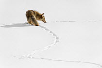 Coyote (Canis latrans)  following trail of footprints in snow, Yellowstone National Park, Wyoming, USA.  January.