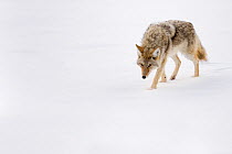 Coyote (Canis latrans) with nose low smelling snow, Yellowstone National Park, Wyoming, USA, January.