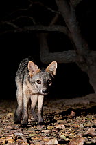 Crab-eating Fox (Cerdocyon thous) foraging at night, Mato Grosso, Pantanal, Brazil. July.