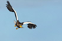 Steller's Sea Eagle (Haliaeetus pelagicus) hunting in flight, Hokkaido, Japan.  February.