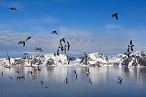 Little Auk (Alle alle) flock in flight above landscape, Svalbard, Norway.  July.