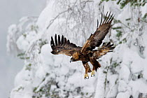 Golden Eagle (Aquila chrysaetos) in flight, Finland.  February.