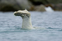 Polar Bear (Ursus maritimus) diving underwater to feed of a submerged whale carcass, Svalbard, Norway.  July.