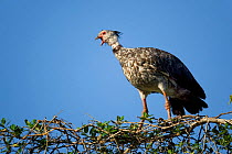 Southern Screamer (Chauna torquata) perched on a tree top, vocalising, Mato Grosso, Pantanal, Brazil.  August.