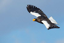 Steller's Sea Eagle (Haliaeetus pelagicus) in flight, hunting, Hokkaido, Japan.  February.