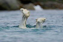 Polar Bear (Ursus maritimus) diving underwater to feed of a submerged whale carcass, Svalbard, Norway. July.