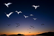 European Herring Gulls (Larus argentatus) in flight at sunset  Norway, May.