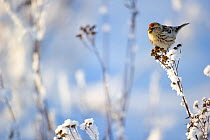 Arctic Redpoll (Carduelis hornemanni) perched on frosty plant,  Finland.  February.