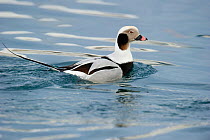 Long-tailed Duck (Clangula hyemalis) male swimming in Batsfjord Norway, February.
