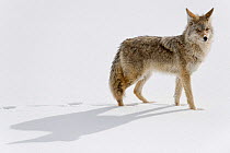 Coyote (Canis latrans)  in the snow, Yellowstone National Park, Wyoming, USA.  January.