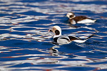 Long-tailed Duck (Clangula hyemalis) male swimming in Batsfjord Norway, February.