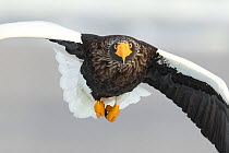Steller's Sea Eagle (Haliaeetus pelagicus)  in flight, Hokkaido, Japan.  February.