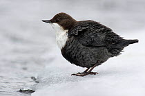 White-throated Dipper (Cinclus cinclus) bathing on a snowy river bank, Finland, February.